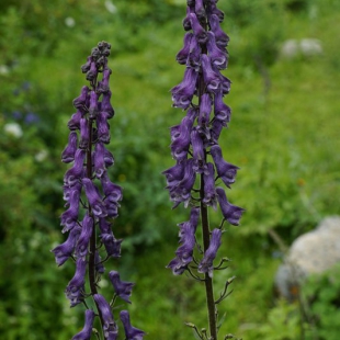 Aconitum leucostomum